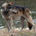 A male wolf from the Canyon pack in Yellowstone National Park watches for bison.