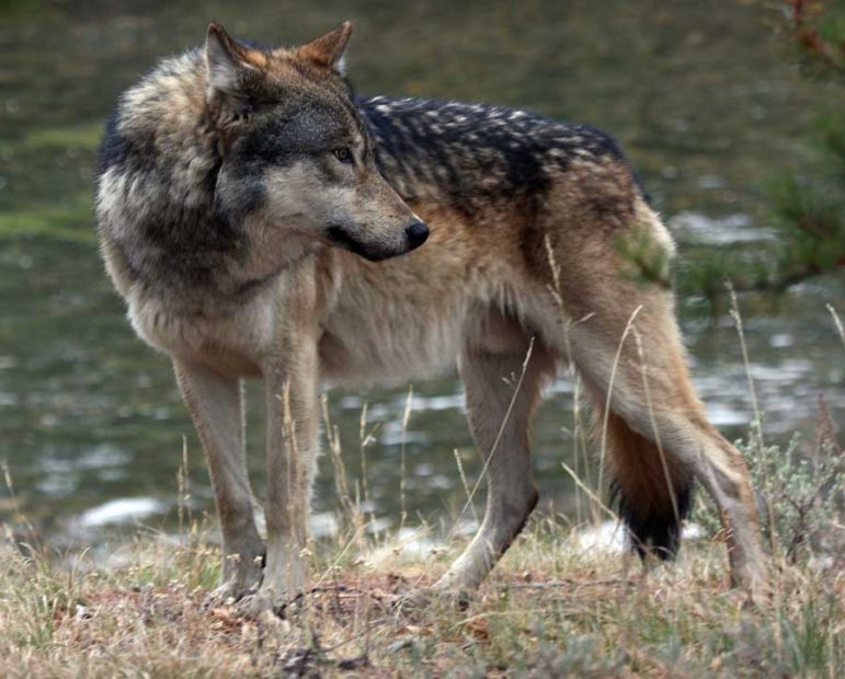 A male wolf from the Canyon pack in Yellowstone National Park watches for bison. 