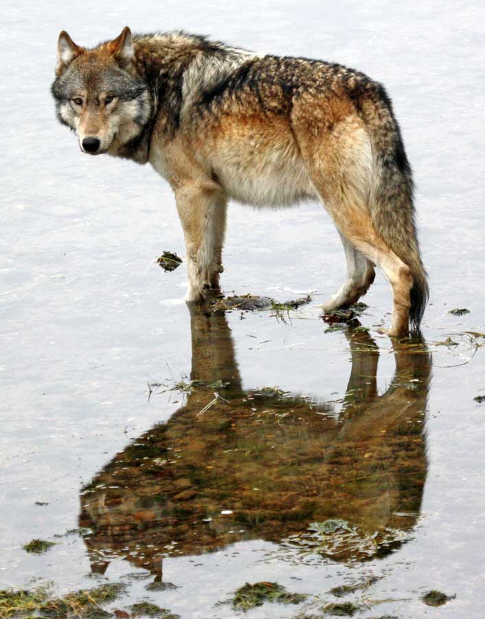 A male wolf from the Canyon Pack stands in shallow water in Yellowstone National Park. (Mike Wheeler - click to enlarge)
