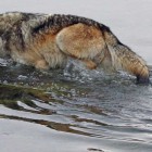 A male wolf from the Canyon Pack in Yellowstone National Park crosses the Yellowstone River in pursuit of bison.