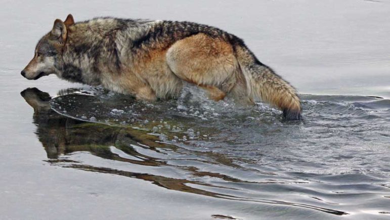 A male wolf from the Canyon Pack in Yellowstone National Park crosses the Yellowstone River in pursuit of bison.