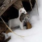 yellowstone-photos-ermine