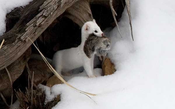 yellowstone-photos-ermine