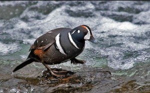 Harlequin ducks spend winters in coastal regions of the Pacific Northwest, but they join other Grand Teton birds each summer along swift streams and rivers in the park. (Rob Koelling - click to enlarge)