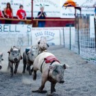 Pigs race at Bear Creek Downs, a seasonal swine derby near Red Lodge, Mont. (Montana Office of Tourism - click to enlarge)