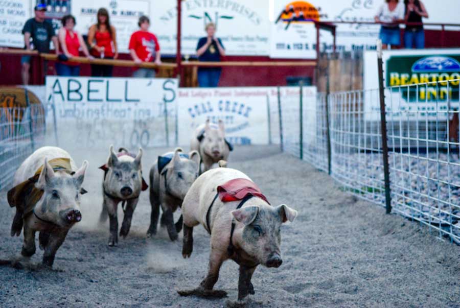 Pigs race at Bear Creek Downs, a seasonal swine derby near Red Lodge, Mont. (Montana Office of Tourism - click to enlarge)