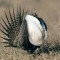 Male sage grouse perform elaborate courtship displayes to attract a mate. (click to enlarge)
