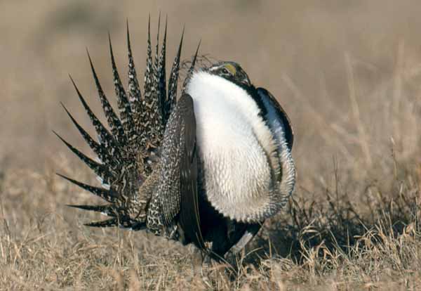 Male sage grouse perform elaborate courtship displayes to attract a mate. (click to enlarge)