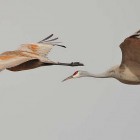 Sandhill cranes are among the birds participants may see during an annual event to count migratory birds across North America.