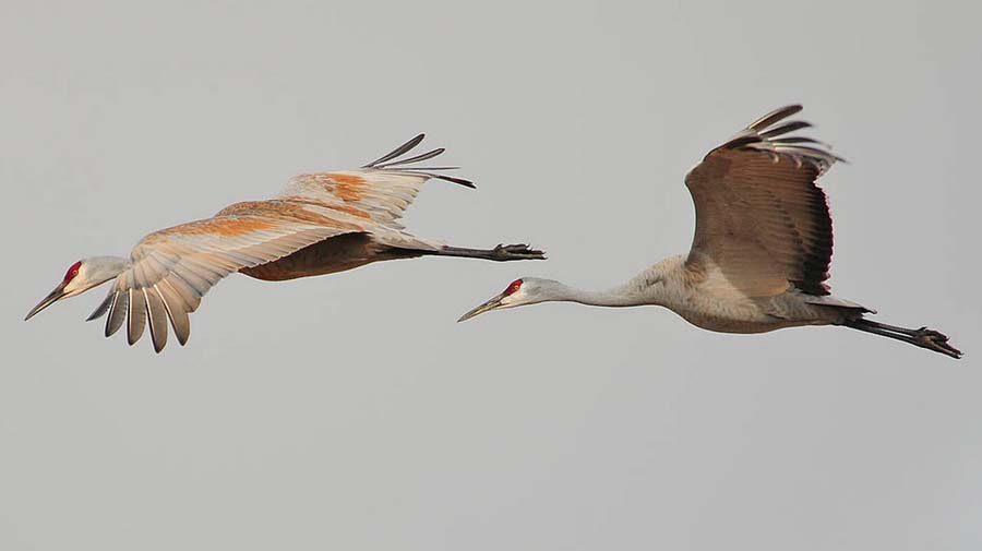 Sandhill cranes are among the Grand Teton birds participants may see during an annual event to count migratory birds across North America. (Rob Koelling - click to enlarge)