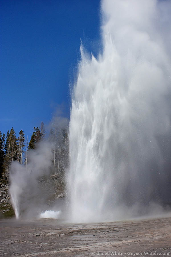 Grand Geyser is less predictable than Old Faithful, but possibly the grandest geyser in Yellowstone Park. (photo ©Janet White - click to enlarge) Grand Geyser is less predictable than Old Faithful, but possibly the grandest geyser in Yellowstone Park. (photo ©Janet White - click to enlarge)