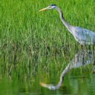 yellowstone-birds01