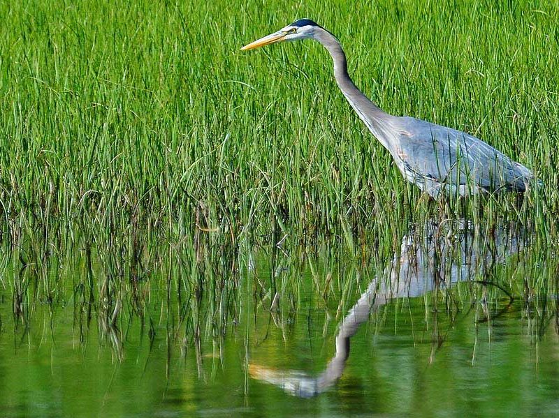 yellowstone-birds01