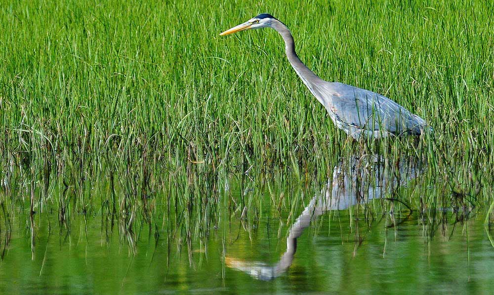 yellowstone-birds01