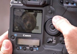 A grizzly bear is visible on the preview screen of  Mike Robinson's camera as the photographer checks shots he took Friday near Lake Butte Overlook in Yellowstone National Park. (Ruffin Prevost/Yellowstone Gate - click to enlarge)