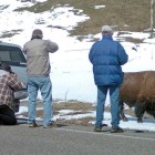Visitors to Yellowstone National Park risk injury when allowing bison or other wildlife to approach within 25 yards. (Ruffin Prevost/Yellowstone Gate - click to enlarge)