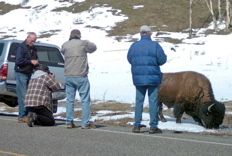 Visitors to Yellowstone National Park risk injury when allowing bison or other wildlife to approach within 25 yards. (Ruffin Prevost/Yellowstone Gate - click to enlarge)