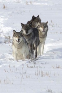 drats-lamar-canyon-wolf-pack