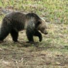 On average, at least one black bear or grizzly bear is killed by a vehicle each year in Grand Teton National Park. (Yellowstone Gate/Ruffin Prevost)