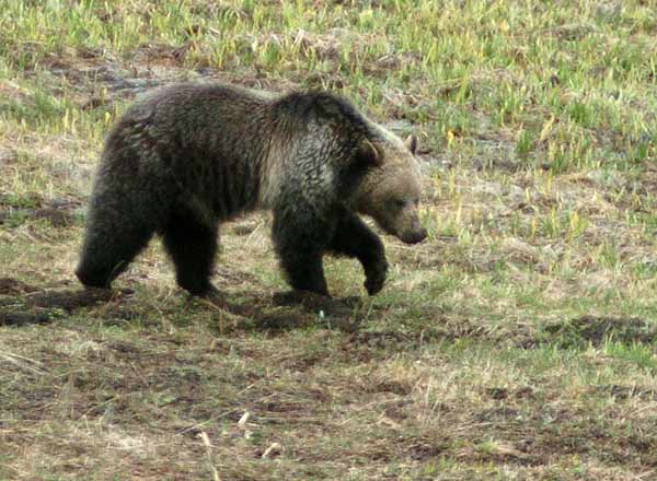 On average, at least one black bear or grizzly bear is killed by a vehicle each year in Grand Teton National Park. (Yellowstone Gate/Ruffin Prevost)