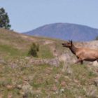 Elk and other wildlife are moving along spring migration routes around Grand Teton National Park and nearby areas.