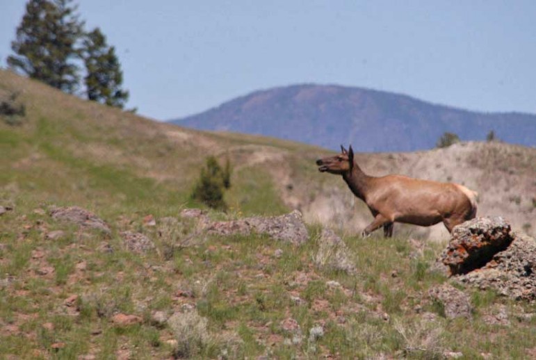 Elk and other wildlife are moving along spring migration routes around Grand Teton National Park and nearby areas.
