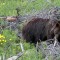 Grizzly bears can often be found along roads in Grand Teton National Park and Yellowstone National Park. (Ruffin Prevost/Yellowstone Gate )