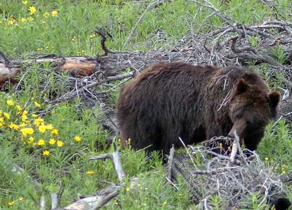 Grizzly bears can often be found along roads in Grand Teton National Park and Yellowstone National Park. (Ruffin Prevost/Yellowstone Gate )