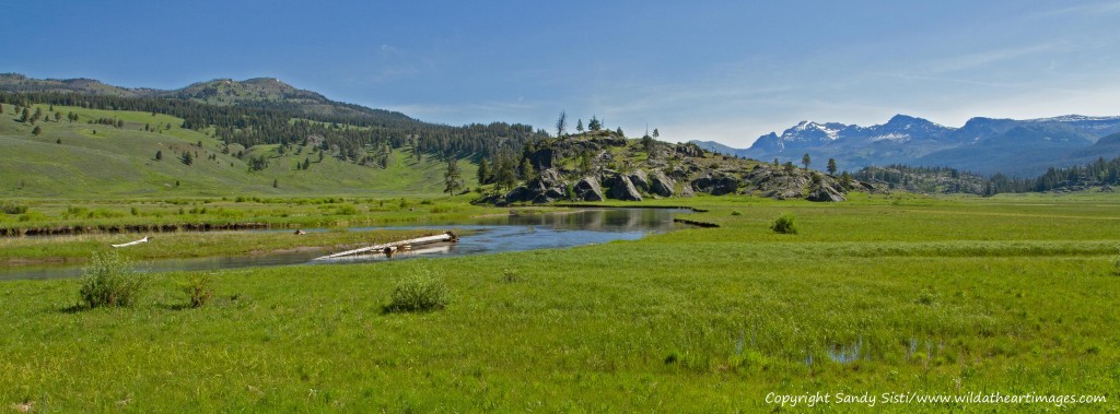 Slough Creek meanders through a meadow with Cutoff Mountain rising in the background. (©Sandy Sisti - click to enlarge)