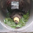 A tranquilized grizzly bear lies in a trap similar to those used for research studies or for capturing and relocating problem bears around the greater Yellowstone area.