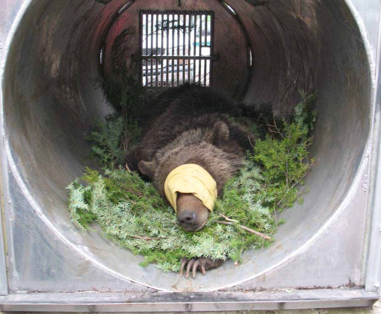 A tranquilized grizzly bear lies in a trap similar to those used for research studies or for capturing and relocating problem bears around the greater Yellowstone area. 