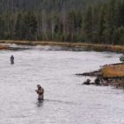 Dry, hot weather has prompted Yellowstone Park officials to close some rivers to fishing.(Yellowstone Gate/Ruffin Prevost - click to enlarge)