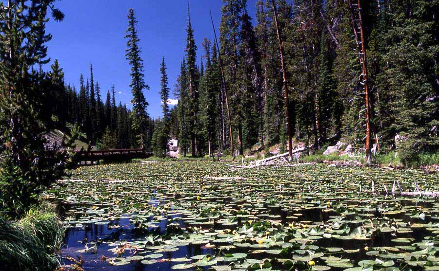 Isa Lake atop Craig Pass on the continental divide in Yellowstone National Park drains to both the Atlantic and Pacific oceans. (NPS photo - click to enlarge)