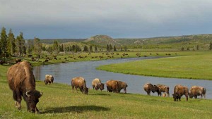 A herd of bison graze on June grass near Fountain Flats in Yellowstone National Park. (©Sandy Sisti - click to enlarge)