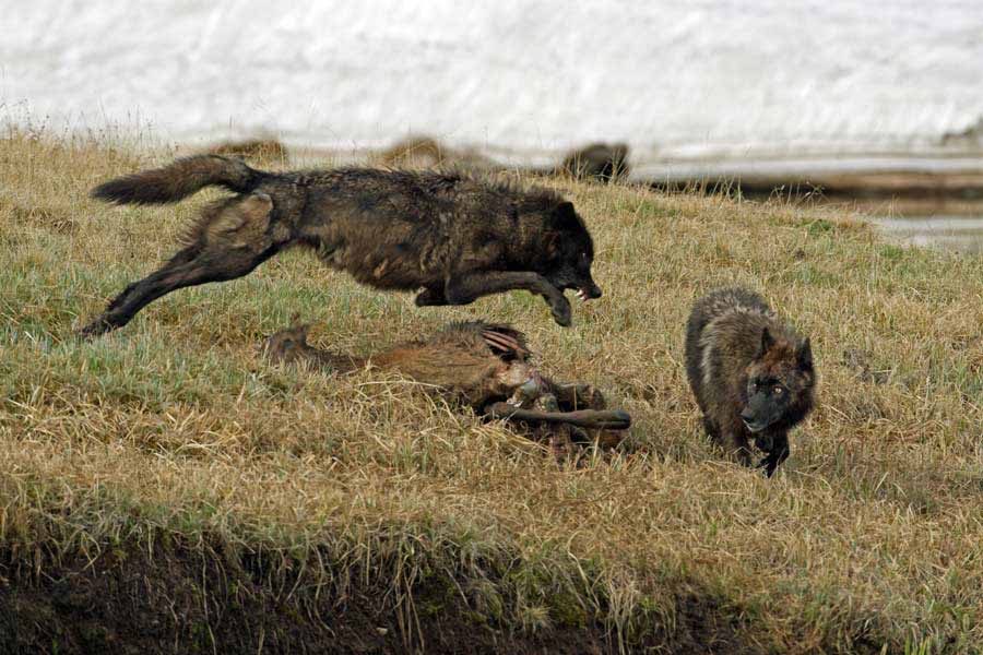 Two wolves from the Canyon Pack squabble over an elk carcass near Alum Creek in Yellowstone National Park. (©Sandy Sisti - click to enlarge)