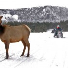 A collared elk is wary, but appears relatively undisturbed by passing snowmobiles in Yellowstone National Park.