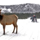 A collared elk is wary, but appears relatively undisturbed by passing snowmobiles in Yellowstone National Park.