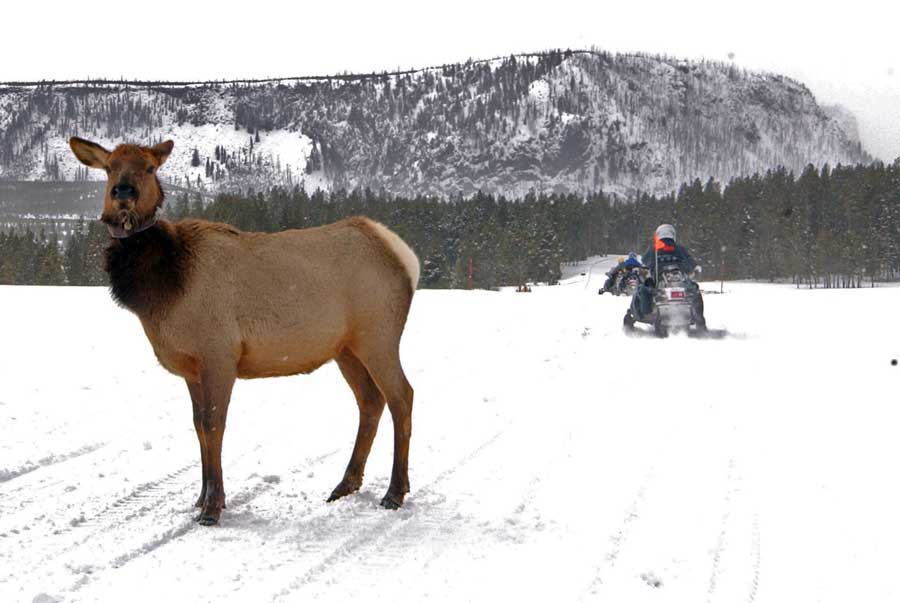 A collared elk is wary, but appears relatively undisturbed by passing snowmobiles in Yellowstone National Park. (Ruffin Prevost/Yellowstone Gate file photo - click to enlarge)