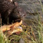 A river otter in Yellowstone National Park enjoys a bounty of three Yellowstone cutthroat trout. (©Meg Sommers - click to enlarge)