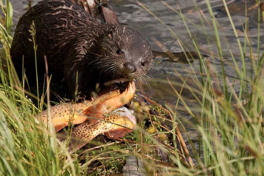 baby-bounty A river otter in Yellowstone National Park enjoys a bounty of three Yellowstone cutthroat trout. (©Meg Sommers - click to enlarge)
