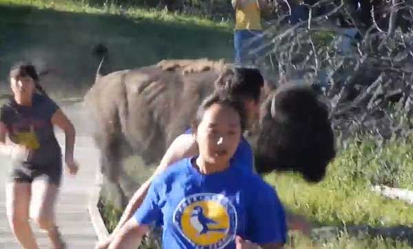 An Aug. 4 video posted to YouTube illustrates the importance of keeping a safe distance from wildlife in Yellowstone and Grand Teton National Parks. (YouTube video)