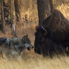 A wolf from the Canyon Pack stalks an ailing bison at Otter Creek in Yellowstone National Park. (©Meg Sommers - click to enlarge)