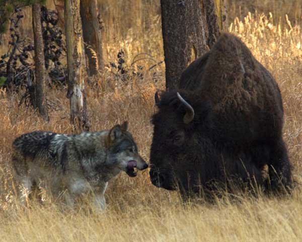 A wolf from the Canyon Pack stalks an ailing bison at Otter Creek in Yellowstone National Park. (©Meg Sommers - click to enlarge)