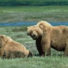 There is no evidence linking menstruation to any of the nine attacks on women in Yellowstone National Park since 1980. (USFWS photo - click to enlarge)