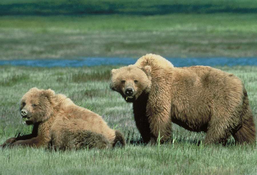 There is no evidence linking menstruation to any of the nine attacks on women in Yellowstone National Park since 1980. (USFWS photo - click to enlarge)