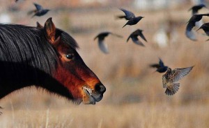 A horse grazes as it watches a starling take evasive maneuvers north of Powell, Wyo. (©Rob Koelling - click to enlarge)