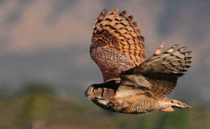 An owl takes flight near Powell, Wyo. (©Rob Koelling - click to enlarge)