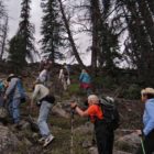 A group participtating in a field trip to the Wood River area of the Shohone Forest in northwestern Wyoming hikes through a stand of trees east of Yellowstone Park where researchers are working to learn more about the natural and human history of the region. (Ruffin Prevost/Yellowstone Gate - click to enlarge)