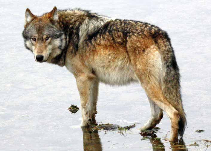 A male wolf from the Canyon Pack stands in shallow water in Yellowstone National Park. (Mike Wheeler - click to enlarge)