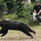 Police Officer Christopher Pekema, from Joint Base Lewis-McChord, in Washington state, right, holds on to Mishka, a Karelian bear dog, as Washington Fish and Wildlife officials release a black bear Aug. 3, 2011, in a remote area of the Cascade Range.
